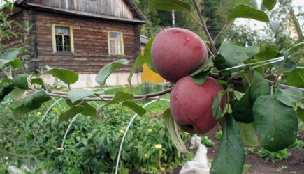 Россиян предупредили об опасности овощей и фруктов с огорода