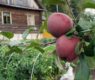 <h2 class="news-title"><a href="https://news-z.info/rossiyan-predupredili-ob-opasnosti-ovoshhej-i-fruktov-s-ogoroda/">Россиян предупредили об опасности овощей и фруктов с огорода</a></h2>