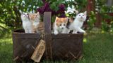 Российскую актрису затравили из-за смерти кота