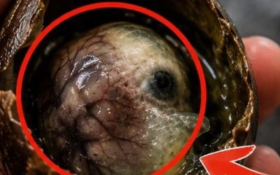 После этого исследования люди выбрасывают яйца из холодильника