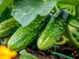Зачем дачники сыплют соду под огурцы: 11 килограммов с куста
