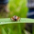 Клещи терпеть не могут этот запах: бегут без оглядки