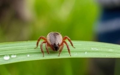 Клещи терпеть не могут этот запах: бегут без оглядки