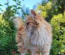 <h2 class="news-title"><a href="https://news-z.info/zashhita-koshek-ot-kleshhej-pochemu-veterinary-nastaivayut-na-obrabotke-pitomtsev/">Защита кошек от клещей: почему ветеринары настаивают на обработке питомцев</a></h2>