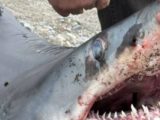 Пляжи в Приморье планируют защитить сетями из-за активности агрессивных акул