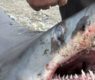 <h2 class="news-title"><a href="https://news-z.info/plyazhi-v-primore-planiruyut-zashhitit-setyami-iz-za-aktivnosti-agressivnyh-akul/">Пляжи в Приморье планируют защитить сетями из-за активности агрессивных акул</a></h2>