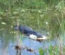 <h2 class="news-title"><a href="https://news-z.info/pyanyj-voditel-popytalsya-skrytsya-ot-politsii-i-stolknulsya-s-alligatorom/">Пьяный водитель попытался скрыться от полиции и столкнулся с аллигатором</a></h2>