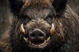 Дикий кабан ворвался во двор жилого комплекса в Приморском крае