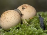 Гигантские испанские слизни захватывают регионы: в чем реальная угроза