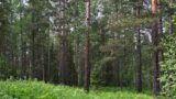 Раскрыты детали об активности номера телефона бесследно исчезнувшего Усольцева