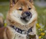 <h2 class="news-title"><a href="https://news-z.info/stalo-izvestno-ob-osobennostyah-porody-ukusivshej-vnuka-dontsovoj-sobaki/">Стало известно об особенностях породы укусившей внука Донцовой собаки</a></h2>