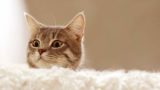 Заведите кота и забудьте о болезнях