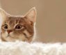 <h2 class="news-title"><a href="https://news-z.info/zavedite-kota-i-zabudte-o-boleznyah/">Заведите кота и забудьте о болезнях</a></h2>