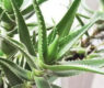 <h2 class="news-title"><a href="https://news-z.info/vot-chto-sluchitsya-s-temi-u-kogo-doma-rastet-aloe/">Вот что случится с теми, у кого дома растет алоэ</a></h2>