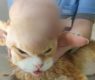 <h2 class="news-title"><a href="https://news-z.info/podmoskovnye-veterinary-spasli-16-letnego-kota-s-opuholyu-vesom-polkilo/">Подмосковные ветеринары спасли 16-летнего кота с опухолью весом полкило</a></h2>