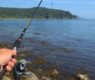 <h2 class="news-title"><a href="https://news-z.info/neobychnyj-ulov-v-primore-redkie-vidy-ryb-nachali-migrirovat-na-sever/">Необычный улов в Приморье: редкие виды рыб начали мигрировать на север</a></h2>
