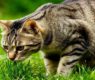 <h2 class="news-title"><a href="https://news-z.info/veterinar-poedanie-travy-koshkami-i-sobakami-mozhet-byt-smertelnym/">Ветеринар: поедание травы кошками и собаками может быть смертельным</a></h2>