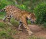 <h2 class="news-title"><a href="https://news-z.info/yaguar-i-leopard-est-li-mezhdu-nimi-raznitsa/">Ягуар и леопард: есть ли между ними разница?</a></h2>