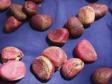 Эликсир флорентийских монахов оказался возможным предшественником колы