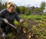 <h2 class="news-title"><a href="https://news-z.info/zhyoltaya-botva-legla-ranshe-vremeni-kopat-kartoshku-ili-podozhdat/">Жёлтая ботва легла раньше времени: копать картошку или подождать</a></h2>