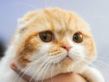 Владельцы кошек сообщили о тяжелых реакциях после вакцинации
