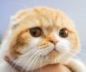 <h2 class="news-title"><a href="https://news-z.info/vladeltsy-koshek-soobshhili-o-tyazhelyh-reaktsiyah-posle-vaktsinatsii/">Владельцы кошек сообщили о тяжелых реакциях после вакцинации</a></h2>