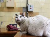 После вакцинации &laquo;Мультифелом&raquo; у кошек зафиксированы тяжелые случаи