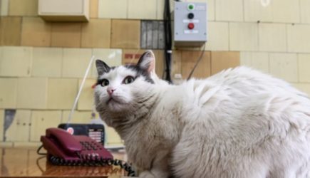 После вакцинации &laquo;Мультифелом&raquo; у кошек зафиксированы тяжелые случаи