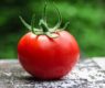 <h2 class="news-title"><a href="https://news-z.info/uchenye-obnaruzhili-neozhidannoe-svojstvo-pomidorov/">Ученые обнаружили неожиданное свойство помидоров</a></h2>