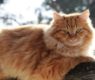 <h2 class="news-title"><a href="https://news-z.info/manul-timofej-nabiraet-ves-k-zime-no-domashnim-koshkam-eto-vredno/">Манул Тимофей набирает вес к зиме, но домашним кошкам это вредно</a></h2>