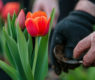 <h2 class="news-title"><a href="https://news-z.info/kak-ne-ugrobit-tyulpany-posle-vykopki-rasskazyvaem/">Как не угробить тюльпаны после выкопки? Рассказываем</a></h2>