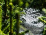 Молодые пауки оплели участки в нескольких регионах России