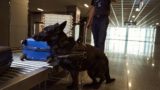 Россиянин едва не получил до 10 лет тюрьмы в Таиланде из-за чемодана с колбасой