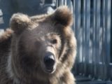 Зоолог объяснила, почему медведь может напасть без предупреждения