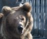 <h2 class="news-title"><a href="https://news-z.info/zoolog-obyasnila-pochemu-medved-mozhet-napast-bez-preduprezhdeniya/">Зоолог объяснила, почему медведь может напасть без предупреждения</a></h2>