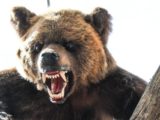 В Челябинской области медведей заметили у Миасса и озера Увильды
