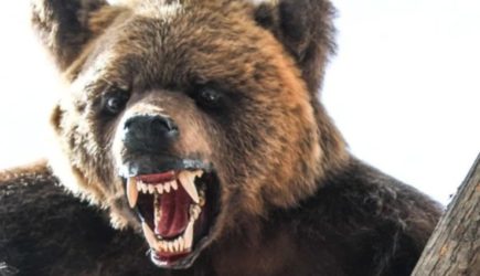 В Челябинской области медведей заметили у Миасса и озера Увильды
