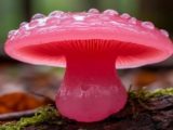 В &laquo;Лосином острове&raquo; впервые обнаружили редкую необулгарию чистую